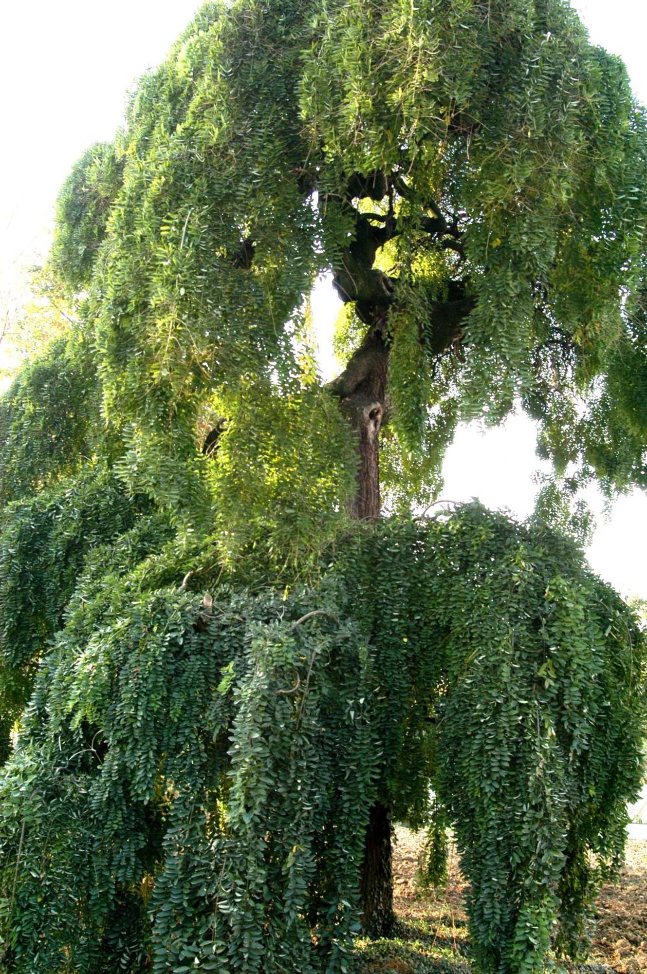 La Sophora * Montegaldella
